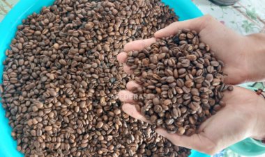 Jadi Komoditas Unggulan, Kopi di Kediri Bakal Jadi Oleh-Oleh Khas